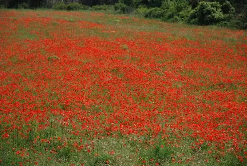 Feriehus La Petite Cigale *